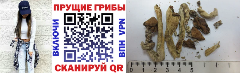 Псилоцибиновые грибы MAGIC MUSHROOMS  даркнет какой сайт  Купино 